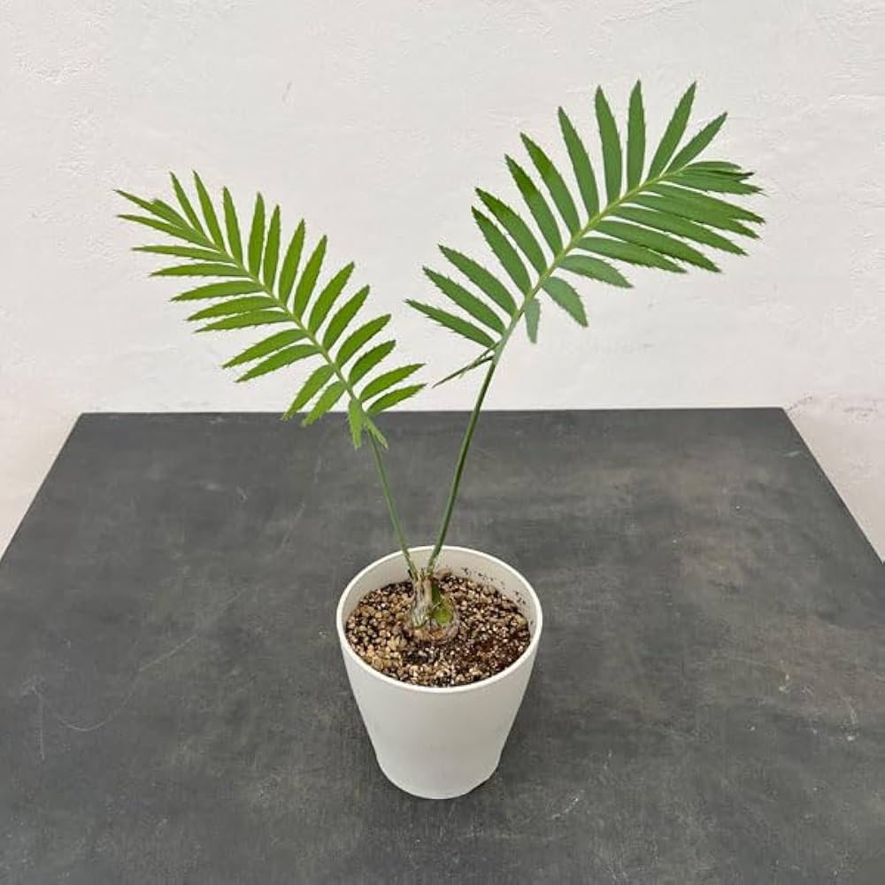 Amazon｜ディオーン：スピヌロスム 5号鉢植え[希少種ソテツの